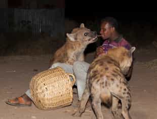 Witness the "Hyena Man" feeding hyenas in Harar